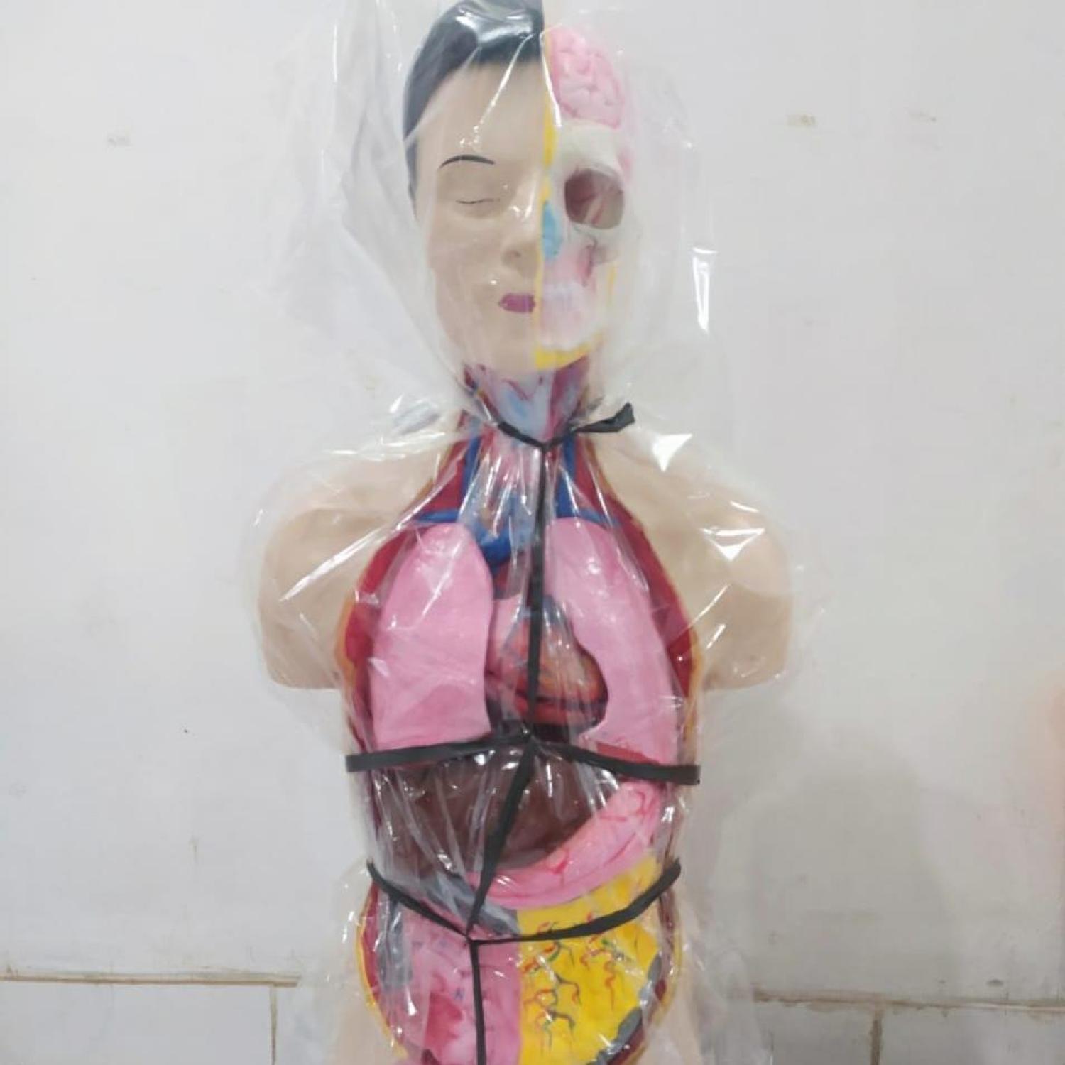 PHANTOM/MANEKIN/MANIKIN/ORGAN TUBUH MANUSIA TORSO WANITA/TORSO PRIA