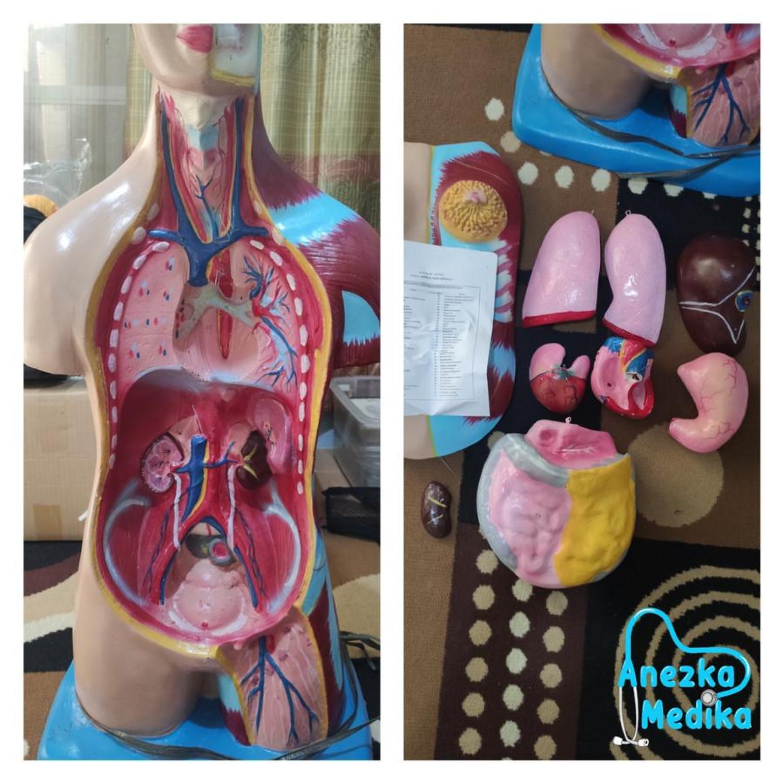 PHANTOM/MANEKIN/MANIKIN/ORGAN TUBUH MANUSIA TORSO WANITA/TORSO PRIA