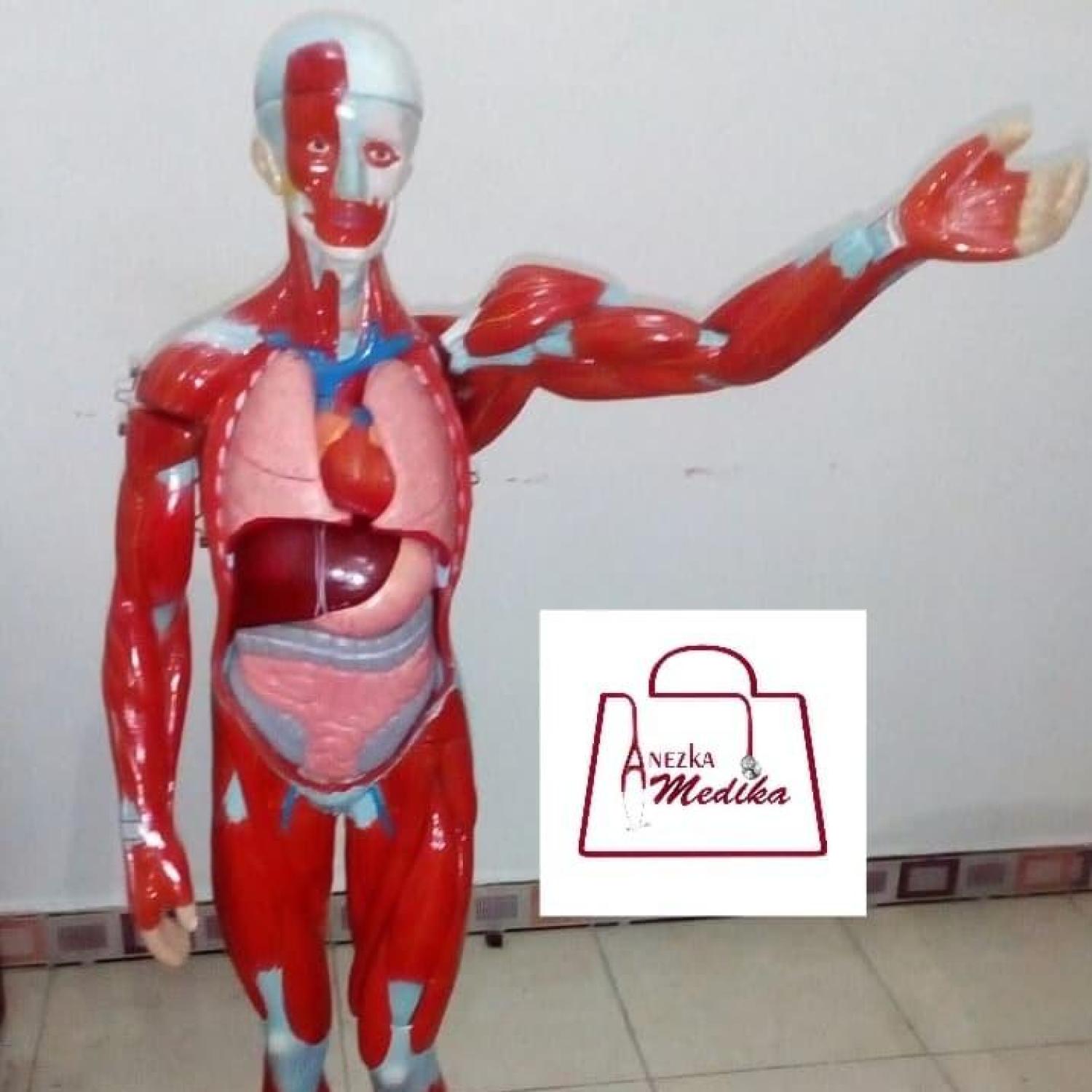 PHANTOM/MANIKIN/MANEKIN/MODEL OTOT/TUBUH MANUSIA