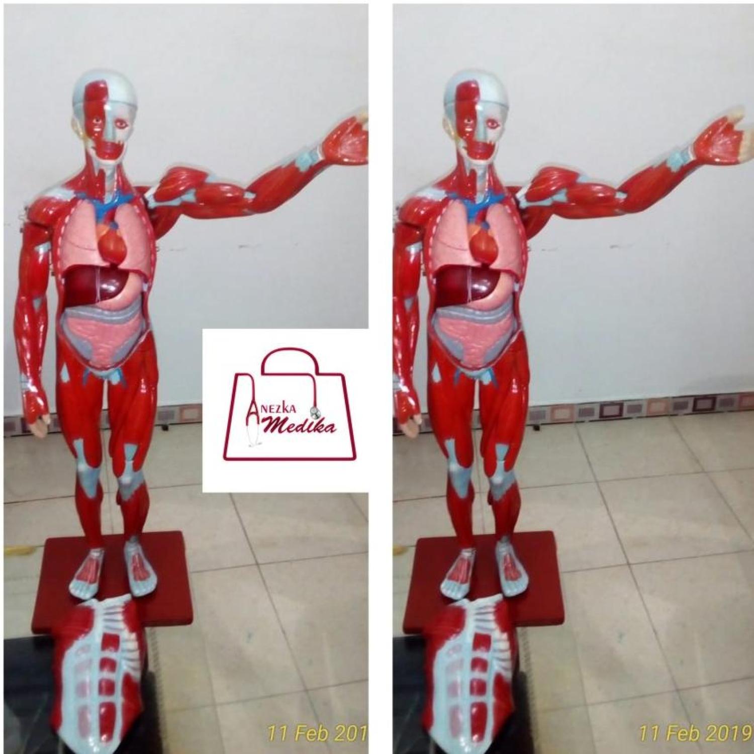 PHANTOM/MANIKIN/MANEKIN/MODEL OTOT/TUBUH MANUSIA
