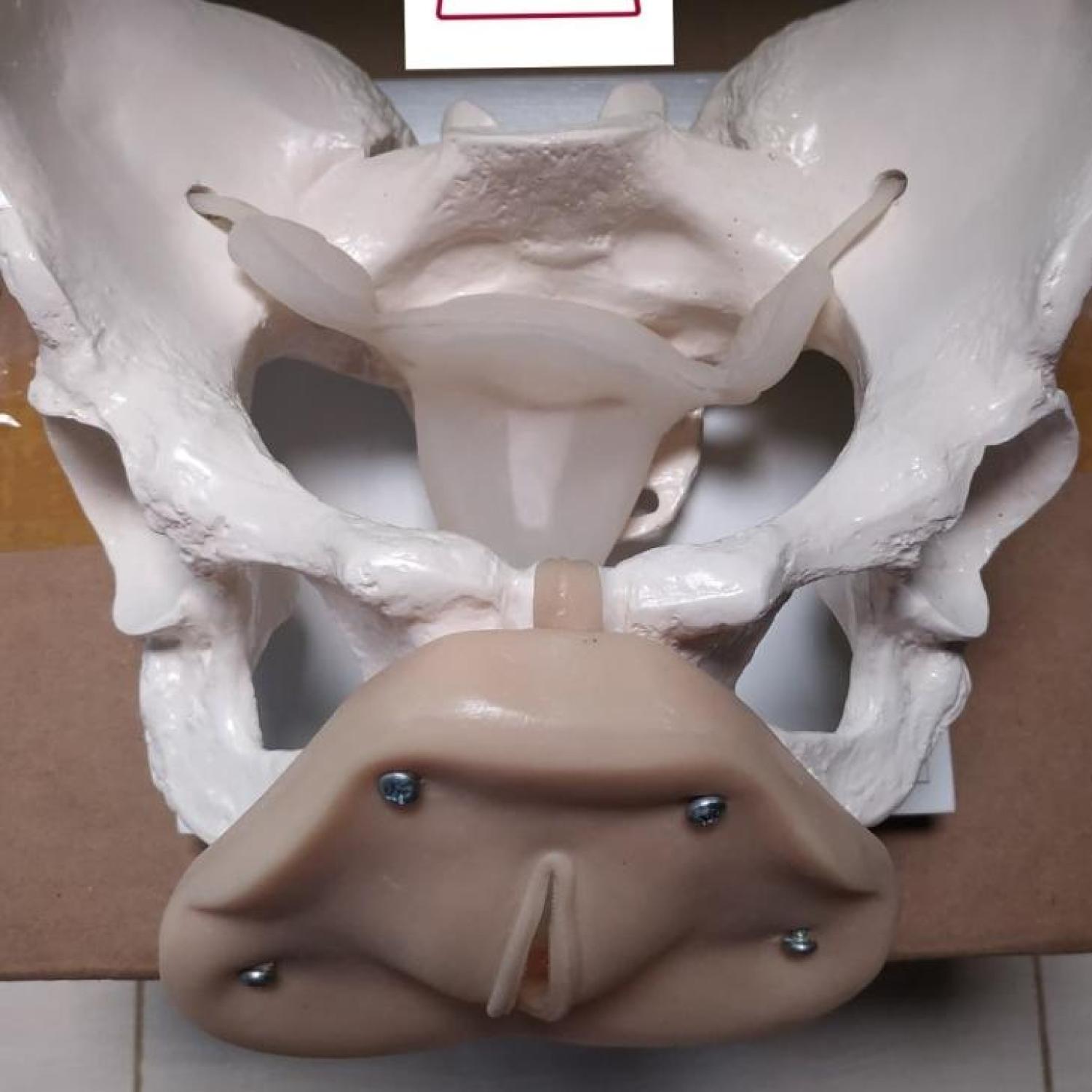 PHANTOM/MANIKIN/MANEKIN/KERANGKA PANGGUL KELAMIN WANITA