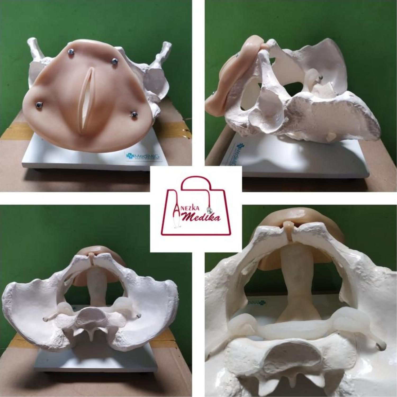 PHANTOM/MANIKIN/MANEKIN/KERANGKA PANGGUL KELAMIN WANITA