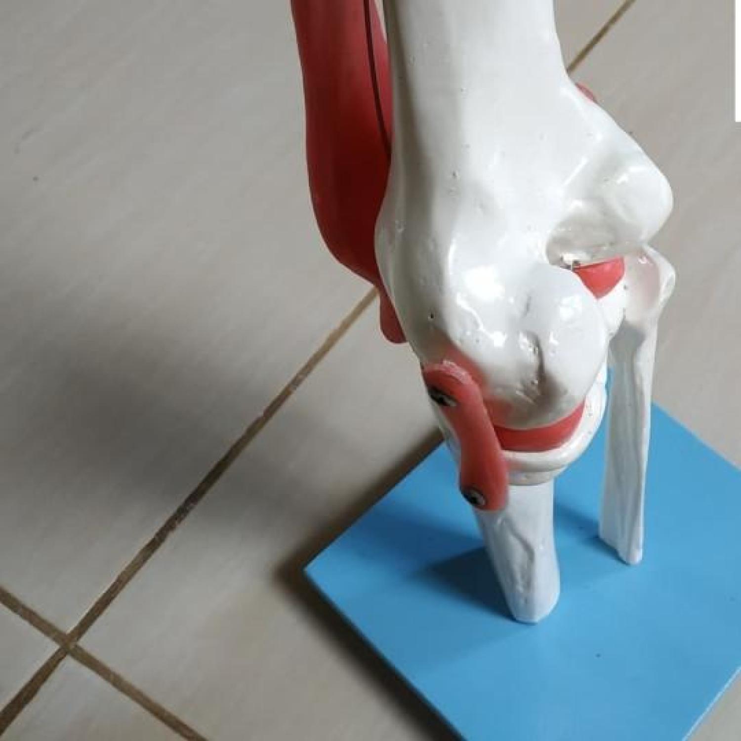 PHANTOM/MANEKIN/MANIKIN TULANG OTOT LUTUT