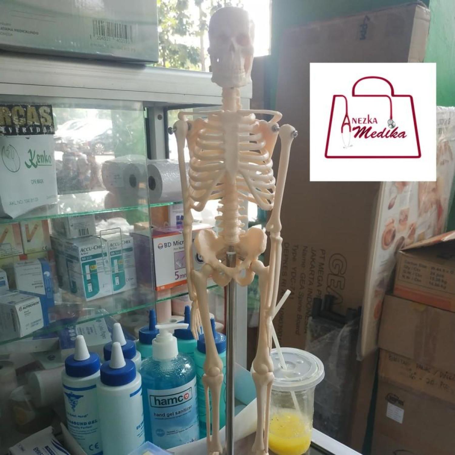 PHANTOM/MANIKIN/MANEKIN/KERANGKA MINI/SKELETON 45cm/GUANLONG 8103