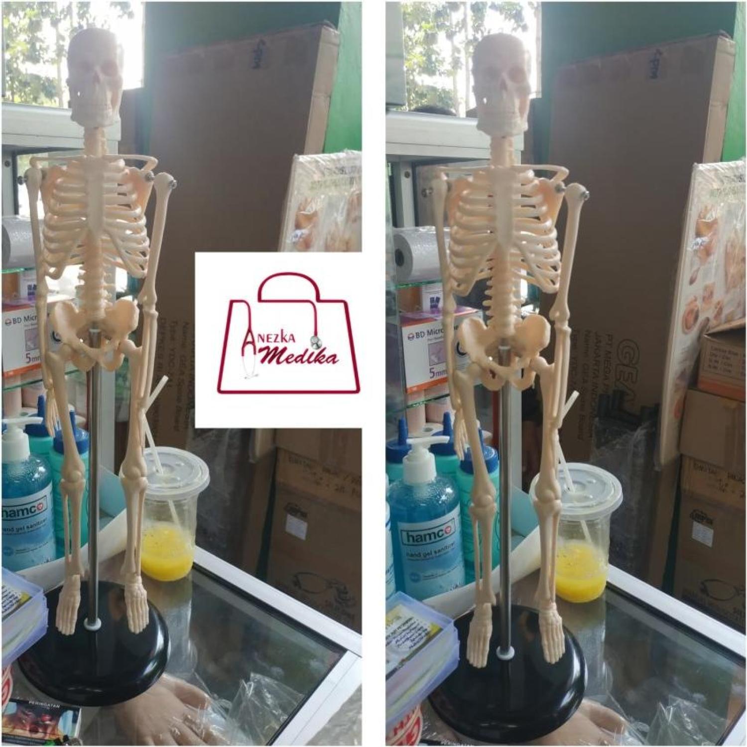 PHANTOM/MANIKIN/MANEKIN/KERANGKA MINI/SKELETON 45cm/GUANLONG 8103