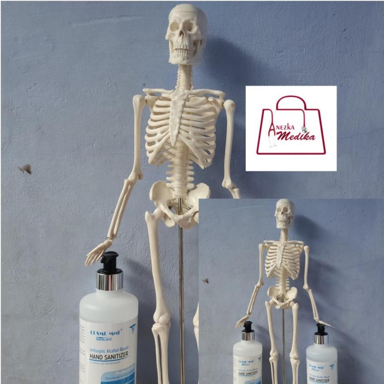 PHANTOM/MANIKIN/MANEKIN/KERANGKA MINI/SKELETON 45cm/GUANLONG 8103