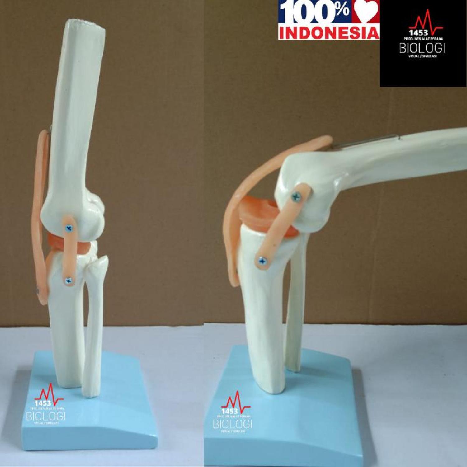 Model Tulang Sendi Lutut Manusia|Human Knee Joint Model|Tulang Otot Lutut|Alat Peraga Phantom Manikin Torso Tulang Lutut