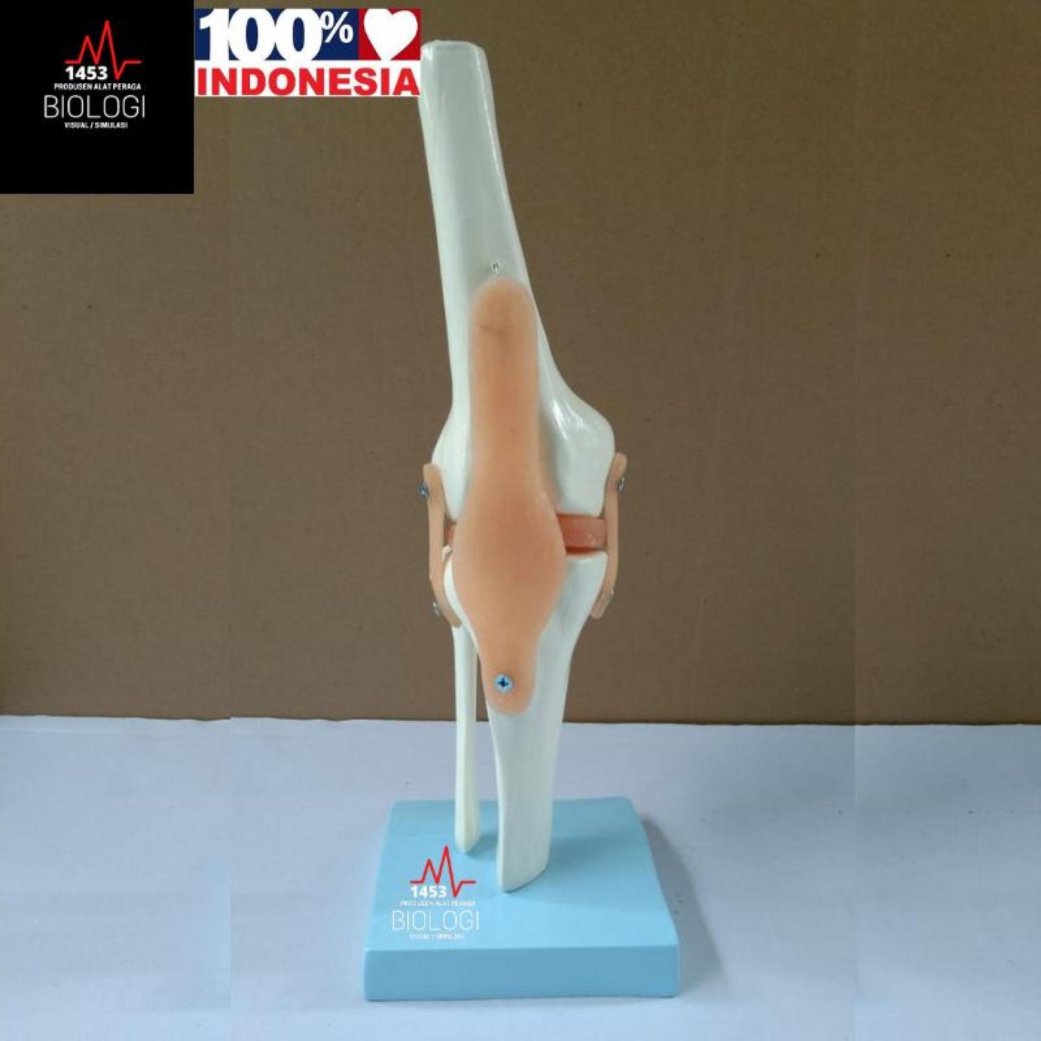 Model Tulang Sendi Lutut Manusia|Human Knee Joint Model|Tulang Otot Lutut|Alat Peraga Phantom Manikin Torso Tulang Lutut