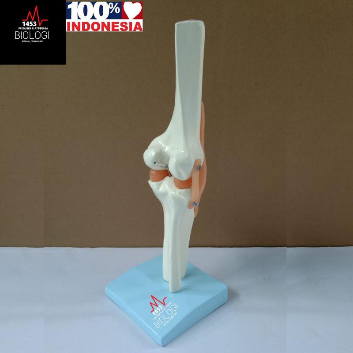 Model Tulang Sendi Lutut Manusia|Human Knee Joint Model|Tulang Otot Lutut|Alat Peraga Phantom Manikin Torso Tulang Lutut