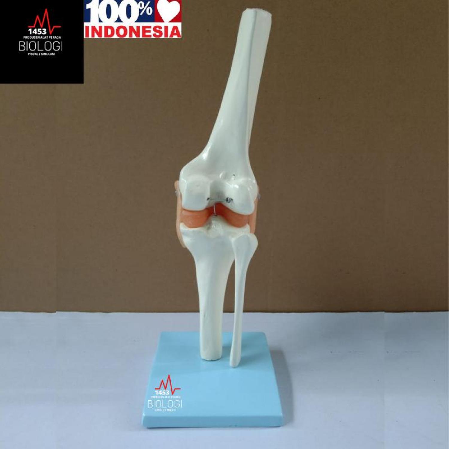 Model Tulang Sendi Lutut Manusia|Human Knee Joint Model|Tulang Otot Lutut|Alat Peraga Phantom Manikin Torso Tulang Lutut