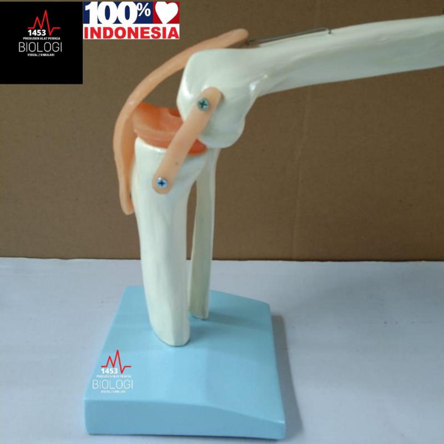 Model Tulang Sendi Lutut Manusia|Human Knee Joint Model|Tulang Otot Lutut|Alat Peraga Phantom Manikin Torso Tulang Lutut