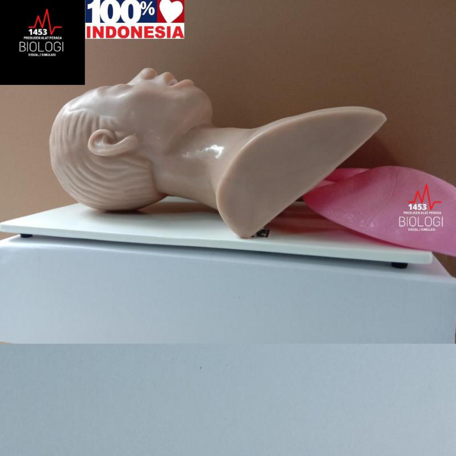 Produsen Alat Peraga Phantom Manikin ETT Airway|Manekin Intubasi/Endotracheal Tube