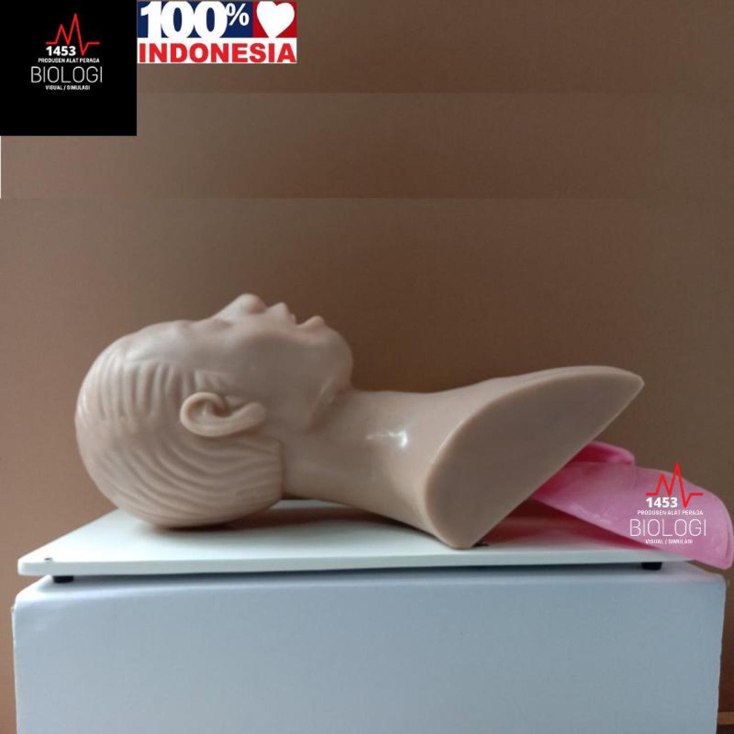 Produsen Alat Peraga Phantom Manikin ETT Airway|Manekin Intubasi/Endotracheal Tube